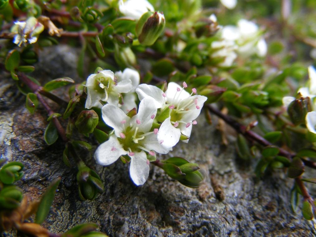 Arenaria biflora